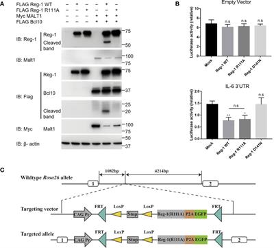 Transgenic Expression of a Mutant Ribonuclease Regnase-1 in T Cells Disturbs T Cell Development and Functions